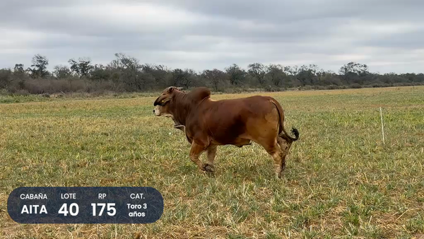 Lote Toros CABAÑA AITA