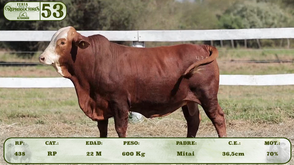 Lote LOTE 53