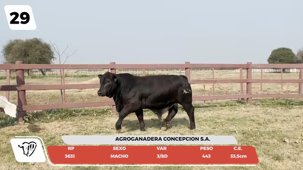 Lote LOTE 29- JUNIOR