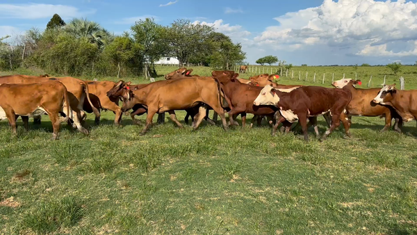 Lote 26 Vacas p/ invernar