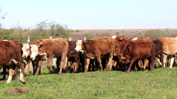 Lote 111 Terneros