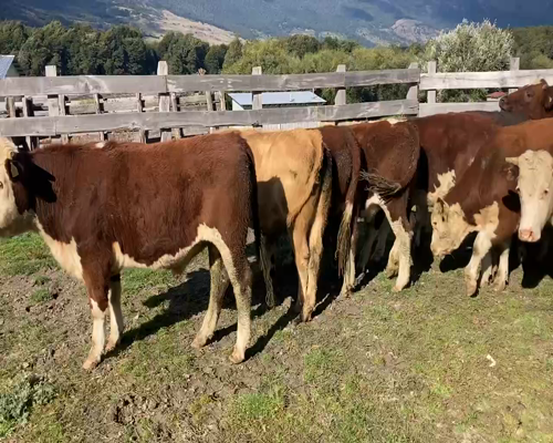 Lote 39 Novillo Engorda en Chile Chico, XI Región Aysén