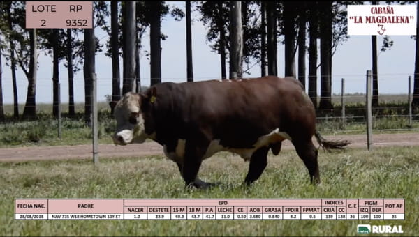 Lote Toros POLLED HEREFORD PI RP 9352 9524