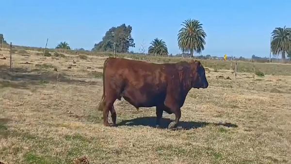 Lote (Vendido)Toros RED ANGUS 600kg -  en CUFRE