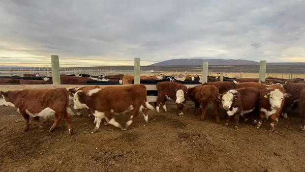 Lote 38 Ternero en Natales, XII Región Magallanes y la Antártica