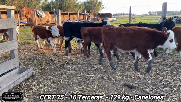 Lote 16 Terneras en Canelones