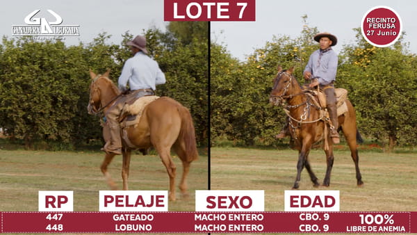 Lote Reproductores de Alborada - Lote 07