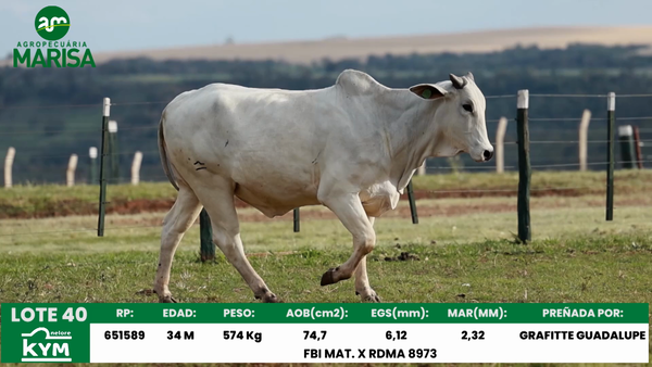 Lote Lote 40
