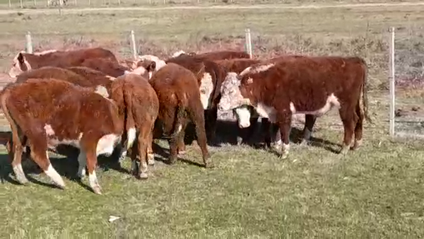 Lote (Vendido)12 Terneros HEREFORD/ BRAFORD 170kg - , Soriano