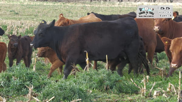 Lote VAQUILLONAS GENERALES CON CRIA