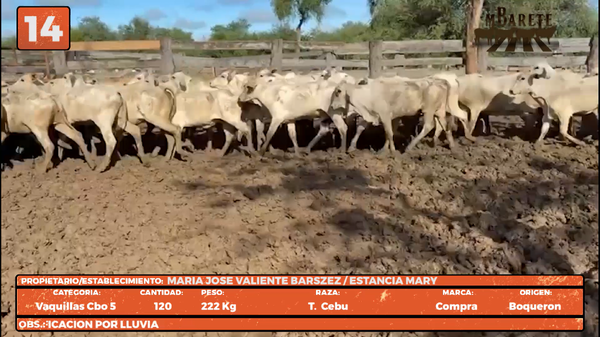 Lote LOTE 14
