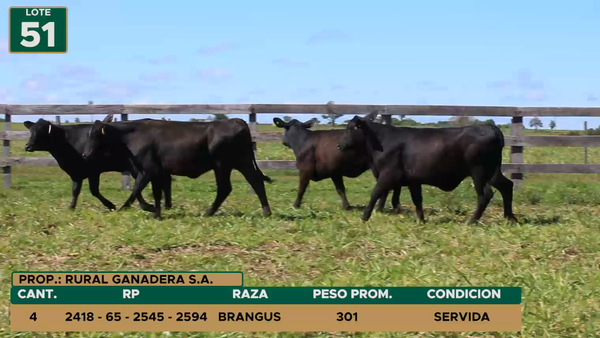 Lote HEMBRAS LOTE 51