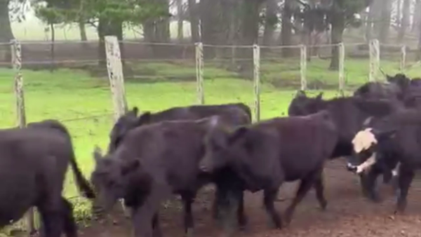 Lote 65 TERNS. MACHOS, TANDIL, BS. AS.