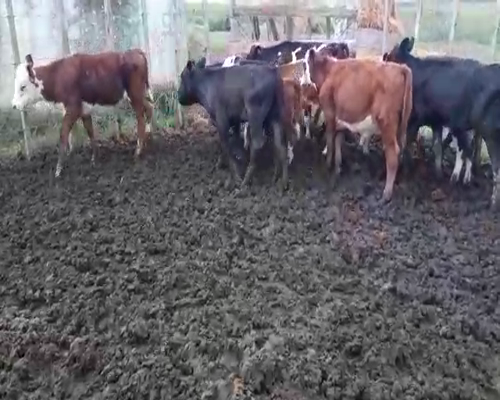 Lote 9 Terneros ANGUS Y CRUZAS 170kg - , San José