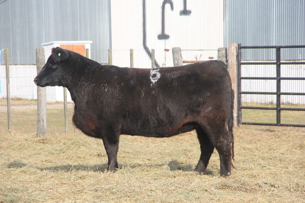 Lote VAQUILLONAS PURAS DE PEDIGREE