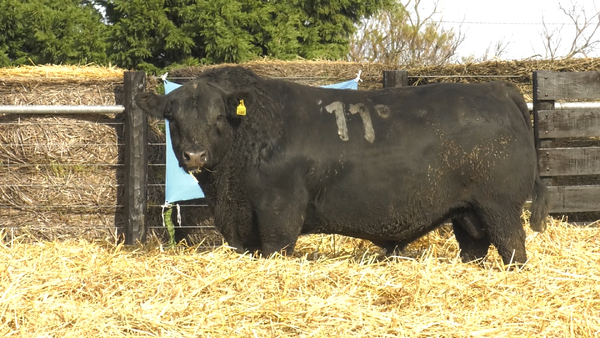 18 - 30556N — TOROS ANGUS PURO CONTROLADO