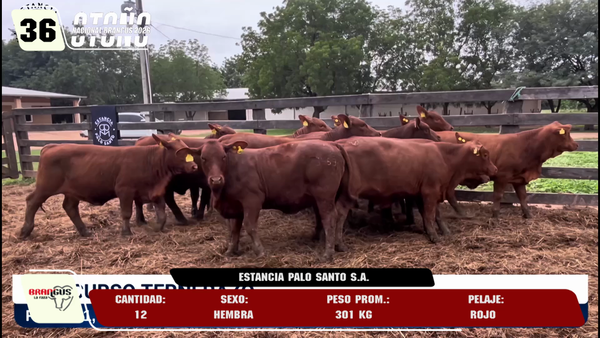 Lote LOTE 36