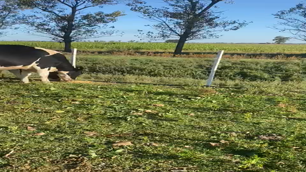 Lote Vaquillonas Preñadas - Lala Regina S.R.L