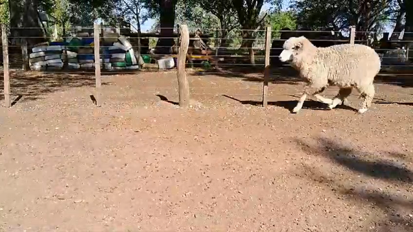 Lote 55 Borregas CORRIEDALE 47kg -  en COLONIA PALMA, KM 576 DE RUTA 3