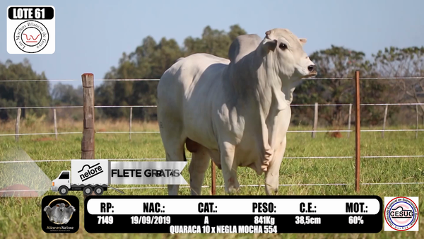 Lote LOTE 61  RP 7149