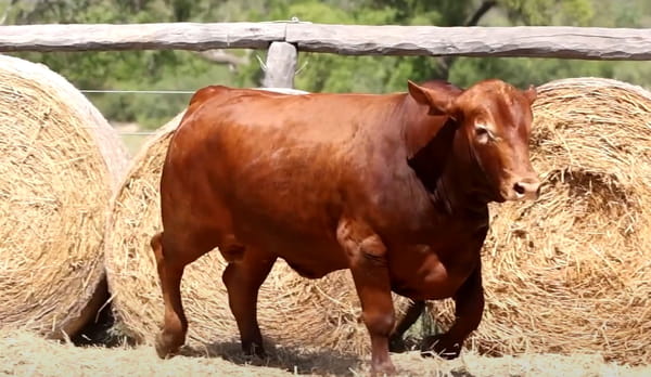 Lote TOROS DE 2 AÑOS
