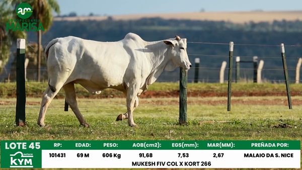 Lote Lote 45