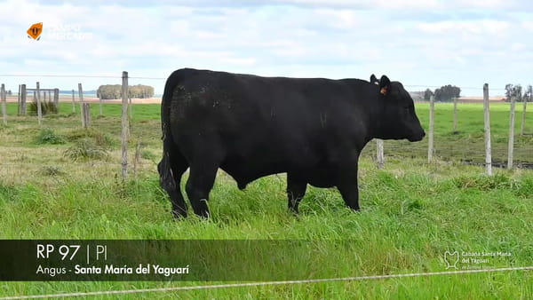Lote RP 97