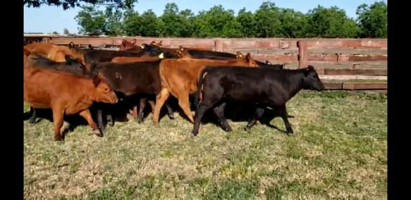 Lote 24 Terneros/as en Villaguay, Entre Ríos