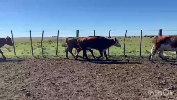 Lote VACAS DE INVERNADA