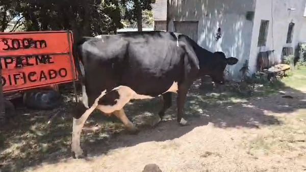 Lote Vaca, San José