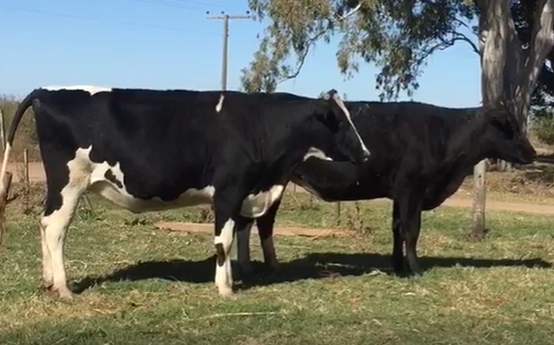 Lote 2 Vaquillonas en Cañada Rosquín, Santa Fe