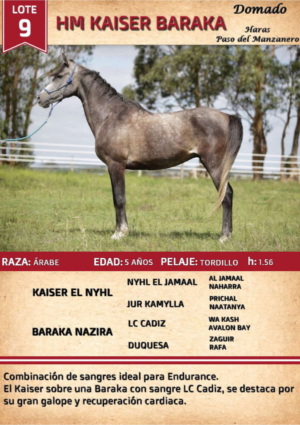 Lote HM KAISER BARAKA