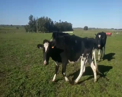 Lote 3 Vaquillonas  HOLANDO 340kg - , San José