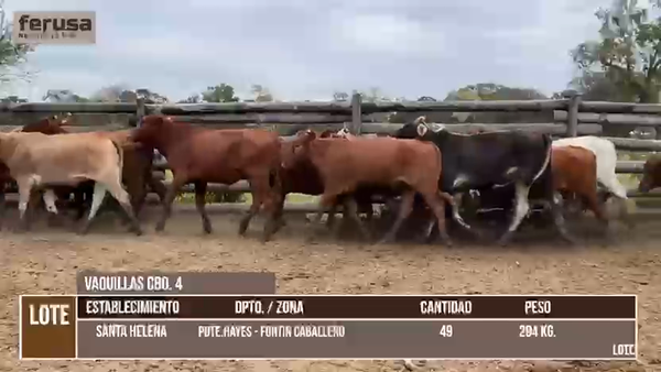 Lote LOTE 1