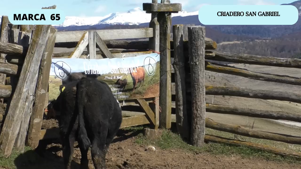 Lote 1 Toro en Coyhaique, XI Región Aysén