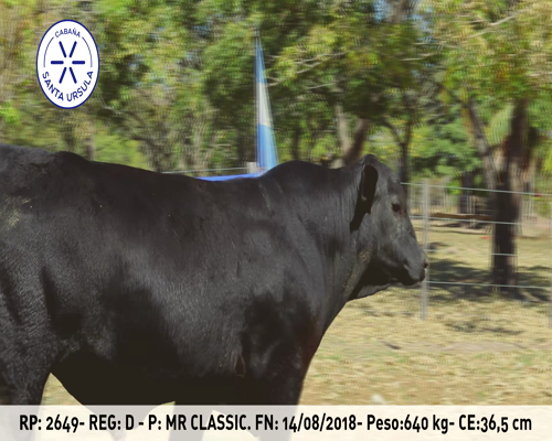 Lote GAR SUR 2649 MR.CLASIC T.E.