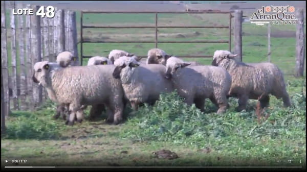 Lote 10 Ovejas Hampshire Down - Santa Anita, Entre Rios