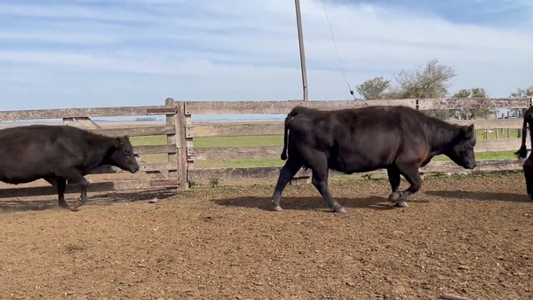 Lote Vacas Preñadas