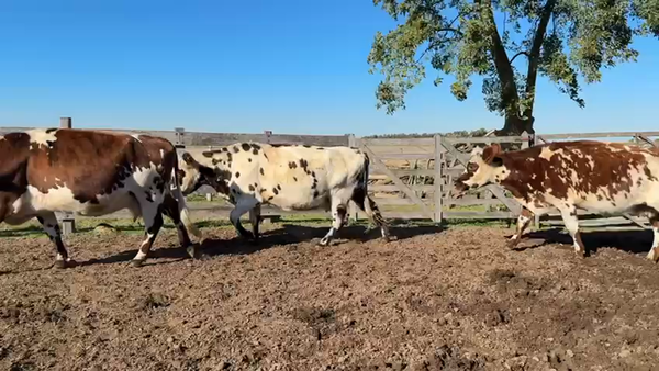 Lote VACAS PREÑADAS