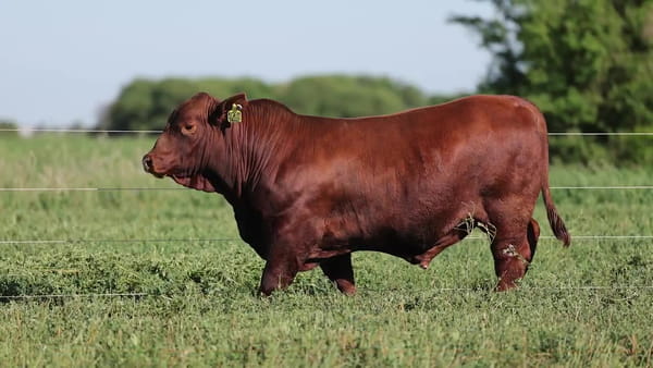 Lote Toros Brangus - Cabaña El Sapucay