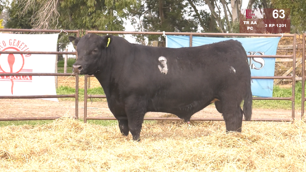3 1201 — TOROS ANGUS NEGROS  PC