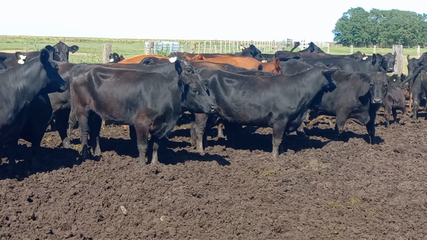 Lote 44 Vacas nuevas C/ cria en Laprida