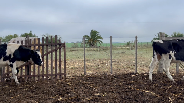 Lote NOVILLOS 1 a 2 AÑOS