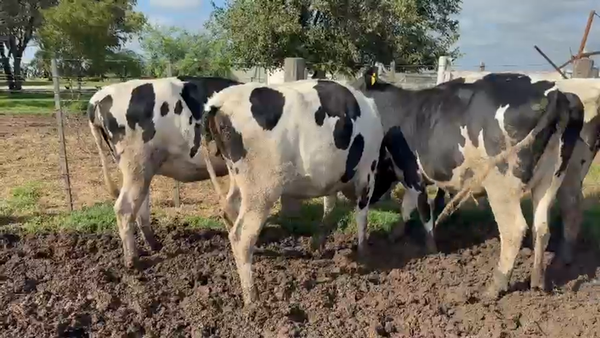 Lote 4 Vaquillonas preñadas Holando Argentino en San Francisco, Córdoba
