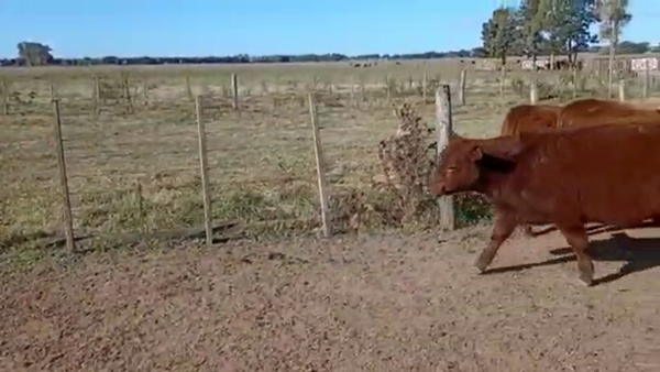 Lote 49 Terneros en La Plata, Buenos Aires