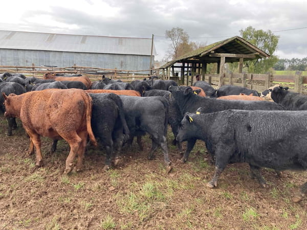 Lote 50 Vaquilla Engorda en Frutillar, X Región Los Lagos