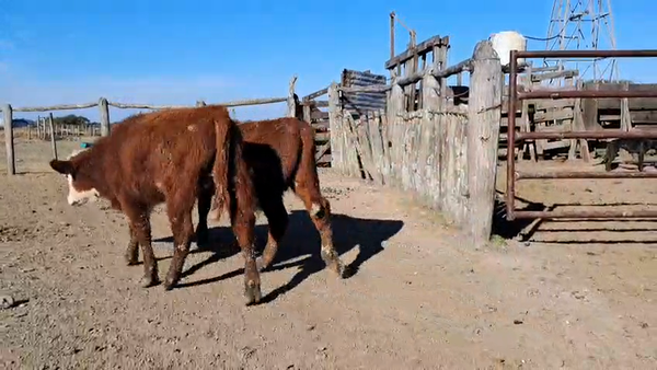 Lote 26 Terneros/as