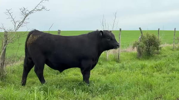 Lote La Margarita RP 36