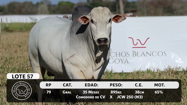 Lote LOTE 57