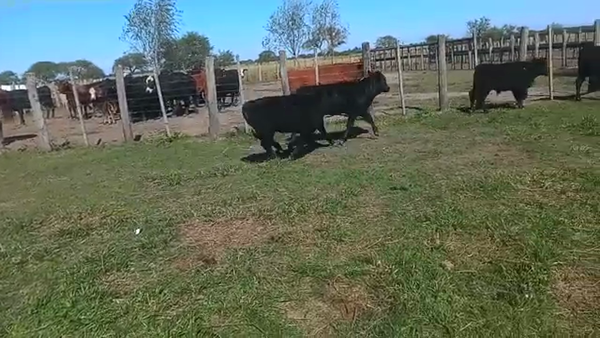 Lote 68 Terneros/as Cruzas Británicas en Helvecia, Santa Fe